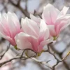 Saucer Magnolia Tree - 2.5" Pot Soulangeana Flowering Tree 6-12 Inch