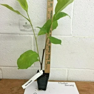 Saucer Magnolia Tree - 2.5" Pot Soulangeana Flowering Tree 6-12 Inch