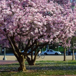 Saucer Magnolia Tree - 2.5