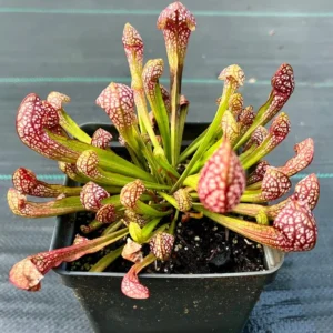 Scarlet Belle Pitcher Plant - Sarracenia X Wrigleyana - 4 Inch Pot - Carnivorous Plant