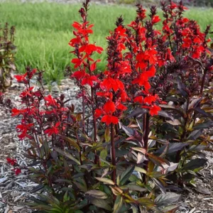 Scarlet Bronze Leaf Cardinal Perennial Plant - Lobelia - Quart Pot - Bronze & Scarlet