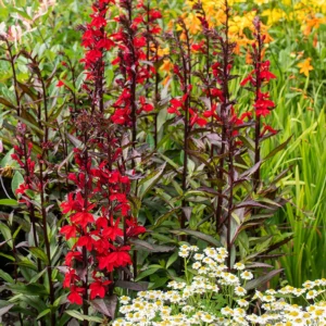 Scarlet Bronze Leaf Cardinal Perennial Plant - Lobelia - Quart Pot - Bronze & Scarlet