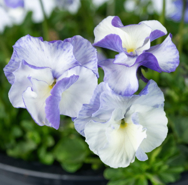 Delft Blue Viola Magnifi Scent Plant Starter - Healthy Violet - Easy-Grow Perennial Flower