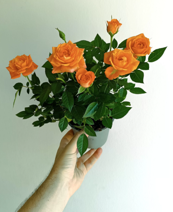 Mini Rose Plant - Miniature Rose Bush - 6 Inch Fragrant Shrub Plant