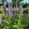 Seaside Veronica Speedwell Live Plant - Well-Rooted Plug - Long-Blooming Perennials Flowers