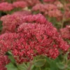 Sedum Spectabile Autumn Fire Live Plant - Perennial Hardy Variety 3 to 4" Pot - Multicolor - Stonecrop