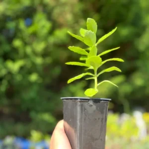 Sedum Spectabile Autumn Fire Live Plant - Perennial Hardy Variety 3 to 4" Pot - Multicolor - Stonecrop