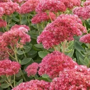 Sedum Spectabile Autumn Fire Live Plant - Perennial Hardy Variety 3 to 4