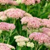 Sedum Spectabile Autumn Joy Live Plant Perennial Hardy Variety 3 to 4" Pot Multicolor Stonecrop