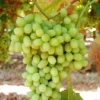 Seedless Grape Vine 2-Pack Red Flame Thompson Table Grape Vine Red and Green