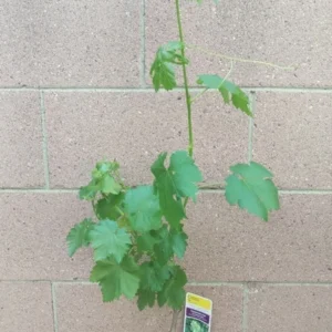 Seedless Grape Vine 2-Pack Red Flame Thompson Table Grape Vine Red and Green