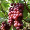 Seedless Grape Vine 2-Pack Red Flame Thompson Table Grape Vine Red and Green