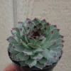 Sempervivum Calcareum Succulent - 2 inch Pot - Green Rosettes - Red Tips