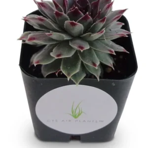 Sempervivum Calcareum Succulent - 2 inch Pot - Green Rosettes - Red Tips