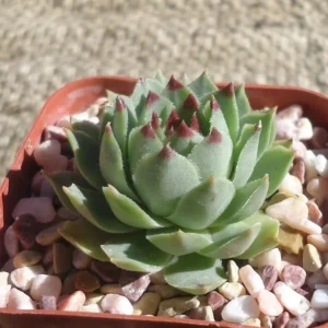 Sempervivum Calcareum Succulent - 2 inch Pot - Green Rosettes - Red Tips