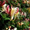 Serotina Belgica Honeysuckle Vine - Late Dutch Lonicera - 2.5" Pot - Fragrant Climbing Plant