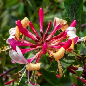 Serotina Belgica Honeysuckle Vine - Late Dutch Lonicera - 2.5