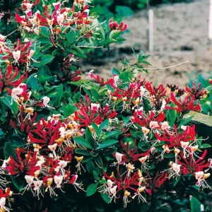 Serotina Belgica Honeysuckle Vine - Late Dutch Lonicera - 2.5