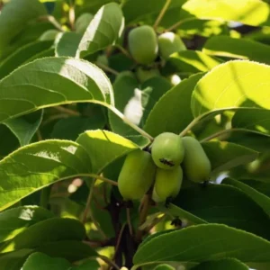 Set 2 Kiwi Prolific Plants - Live Kiwi Vine - 4 to 6 Inch Garden Plants