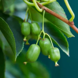 Set 2 Kiwi Prolific Plants - Live Kiwi Vine - 4 to 6 Inch Garden Plants