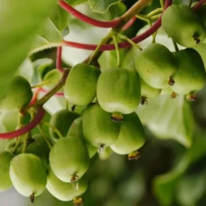 Set 2 Kiwi Prolific Plants - Live Kiwi Vine - 4 to 6 Inch Garden Plants