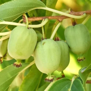 Set 2 Kiwi Prolific Plants - Live Kiwi Vine - 4 to 6 Inch Garden Plants