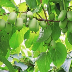 Set 2 Kiwi Prolific Plants - Live Kiwi Vine - 4 to 6 Inch Garden Plants