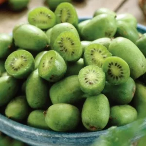 Set 2 Kiwi Prolific Plants - Live Kiwi Vine - 4 to 6 Inch Garden Plants