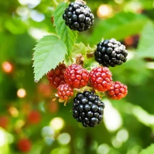 Set 2 Sweet Boysenberry Plants - Live Seedlings for Outdoor Garden - 4 to 6 Inch Tall