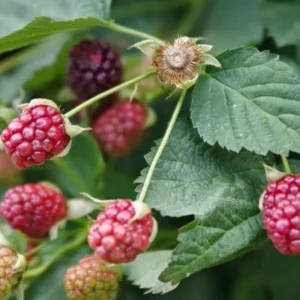 Set 2 Sweet Boysenberry Plants - Live Seedlings for Outdoor Garden - 4 to 6 Inch Tall