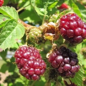 Set 2 Sweet Boysenberry Plants - Live Seedlings for Outdoor Garden - 4 to 6 Inch Tall
