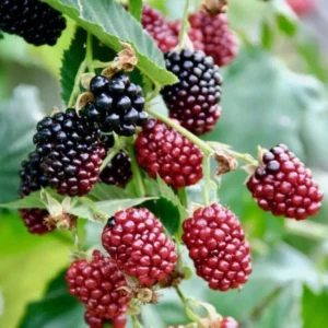 Set 2 Sweet Boysenberry Plants - Live Seedlings for Outdoor Garden - 4 to 6 Inch Tall