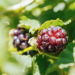 Set 2 Sweet Boysenberry Plants - Live Seedlings for Outdoor Garden - 4 to 6 Inch Tall