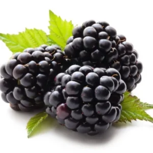 Set 2 Triple Crown Thornless Blackberry Plants 4 to 6 Inch Tall