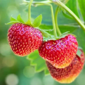 Set 3 Medallion Strawberry Plants Live - Delicious Outdoor Home Garden Plants