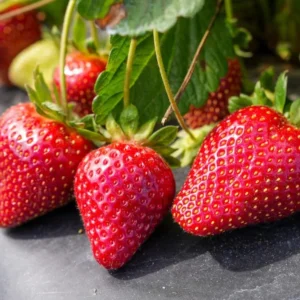 Set 3 Medallion Strawberry Plants Live - Delicious Outdoor Home Garden Plants
