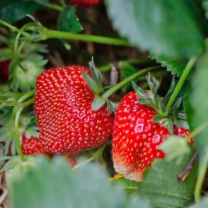 Set 3 Medallion Strawberry Plants Live - Delicious Outdoor Home Garden Plants