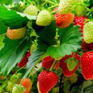 Set 3 Medallion Strawberry Plants Live - Delicious Outdoor Home Garden Plants