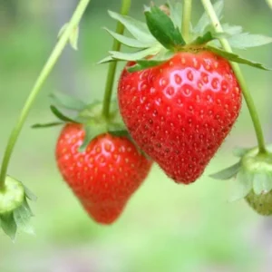 Set 3 Medallion Strawberry Plants Live - Delicious Outdoor Home Garden Plants