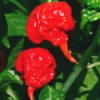 Set 6 Carolina Reaper Pepper Plants - 4-6 Inch Hot Pepper Starter Plants