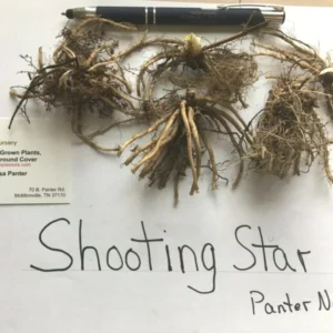 Shooting Star Perennial - 5 Roots - Spring Flowering Plant