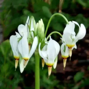 Shooting Star Perennial - 5 Roots - Spring Flowering Plant