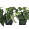 Silver Cloud Philodendron Scindapsus Pictus 2 Plants - 3 inch Pot - Rare Easy Grow Indoor Vine