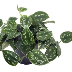 Silver Cloud Philodendron Scindapsus Pictus 2 Plants - 3 inch Pot - Rare Easy Grow Indoor Vine