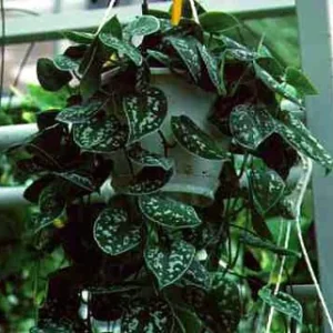 Silver Cloud Philodendron Scindapsus Pictus 2 Plants - 3 inch Pot - Rare Easy Grow Indoor Vine