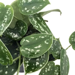 Silver Cloud Philodendron Scindapsus Pictus 2 Plants - 3 inch Pot - Rare Easy Grow Indoor Vine