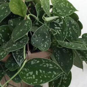 Silver Cloud Philodendron Scindapsus Pictus 2 Plants - 3 inch Pot - Rare Easy Grow Indoor Vine