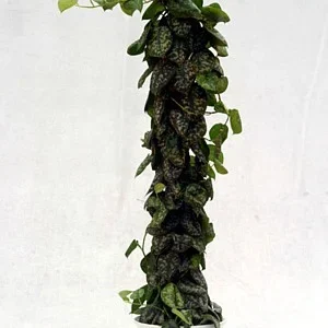 Silver Cloud Philodendron Scindapsus Pictus 2 Plants - 3 inch Pot - Rare Easy Grow Indoor Vine
