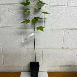 Silver Maple Tree Plant - Acer Saccharinum - 6-12 Inch Tall - Shade Tree