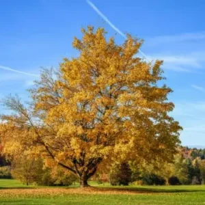 Silver Maple Tree Plant - Acer Saccharinum - 6-12 Inch Tall - Shade Tree